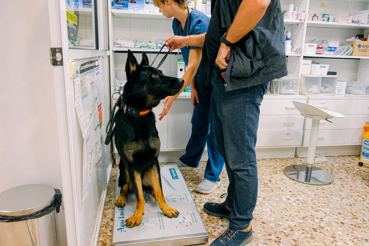 La clínica veterinaria que cuida a los perros policía de Alicante, en imágenes