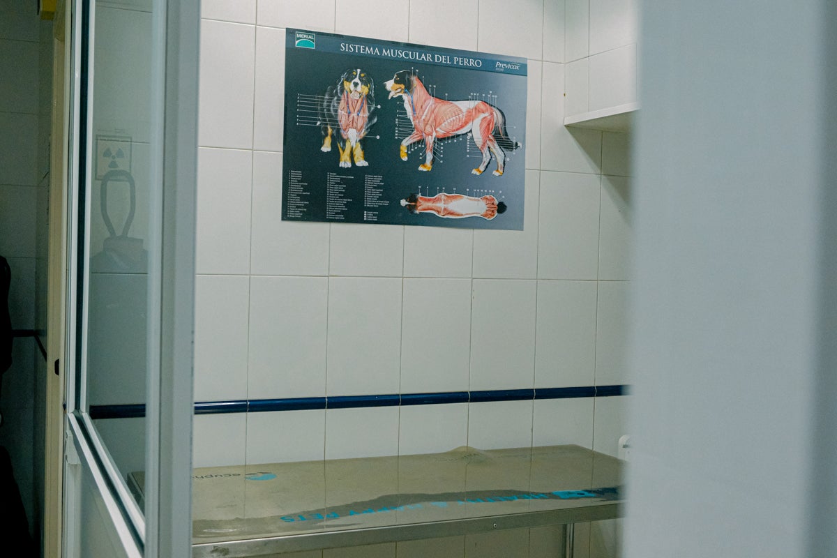 La clínica veterinaria que cuida a los perros policía de Alicante, en imágenes