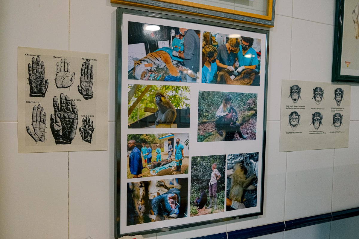 La clínica veterinaria que cuida a los perros policía de Alicante, en imágenes