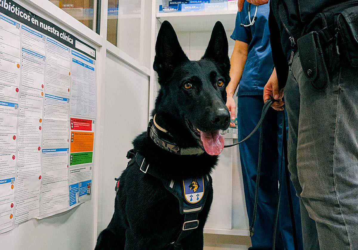 La clínica veterinaria que cuida a los perros policía de Alicante, en imágenes