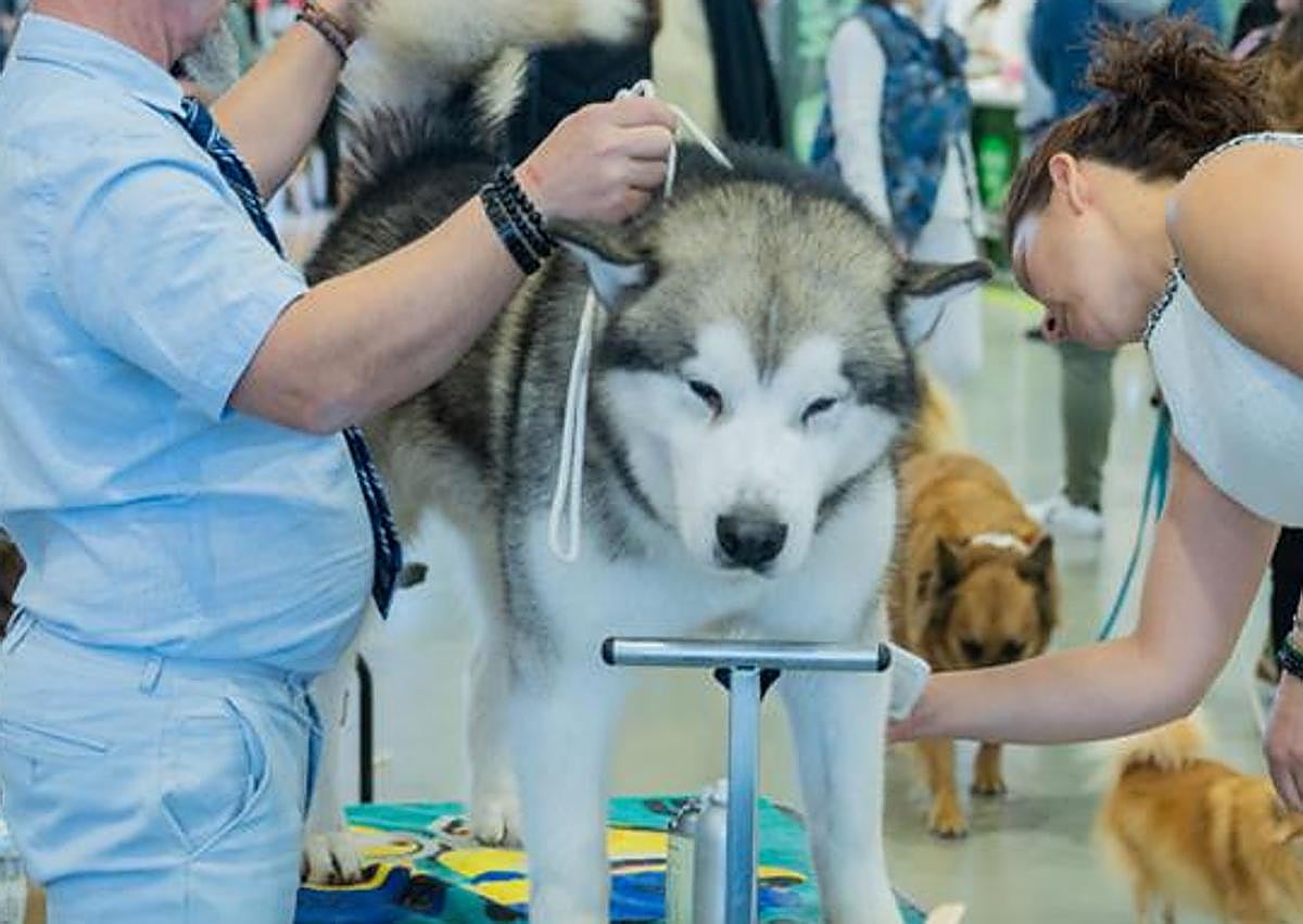 Imagen secundaria 1 - IFA acogerá los días 6 y 7 de diciembre una nueva edición de Expomascotas, la gran feria nacional dedicada al mundo animal.