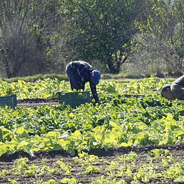 Dos agricultores recogen lechugas en el campo.